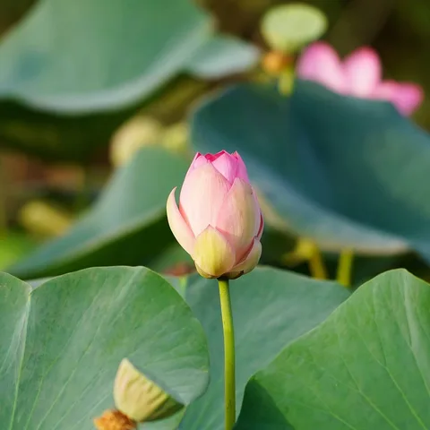 What the Lotus Pond in Gurgaon is famous for...