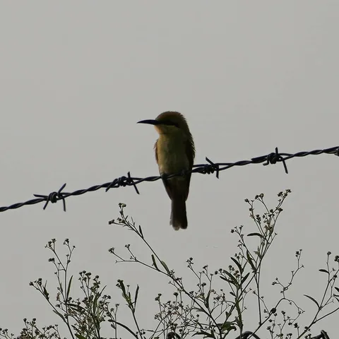 The Green Bee-eater, पतेना