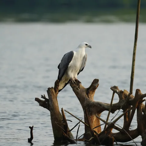 A sea eagle story. In four parts.