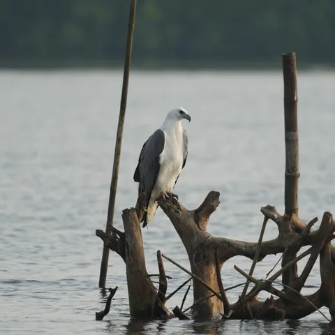 A sea eagle story. In four parts.