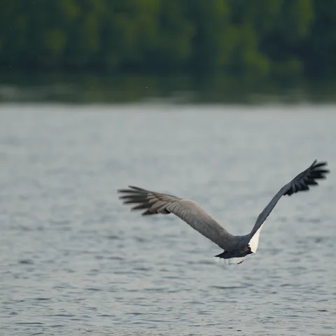 A sea eagle story. In four parts.