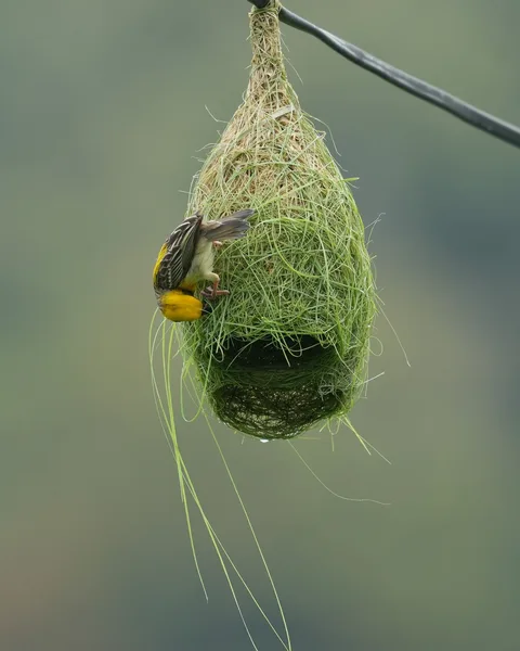 The #Baya #Weaver #weaves its #nest. #Birds of #Fagsi.

I don't like how Insta crops my pics.