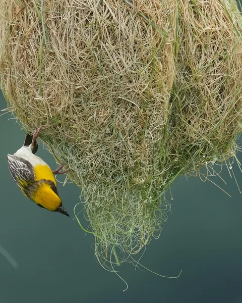 The #Baya #Weaver #weaves its #nest. #Birds of #Fagsi.

I don't like how Insta crops my pics.