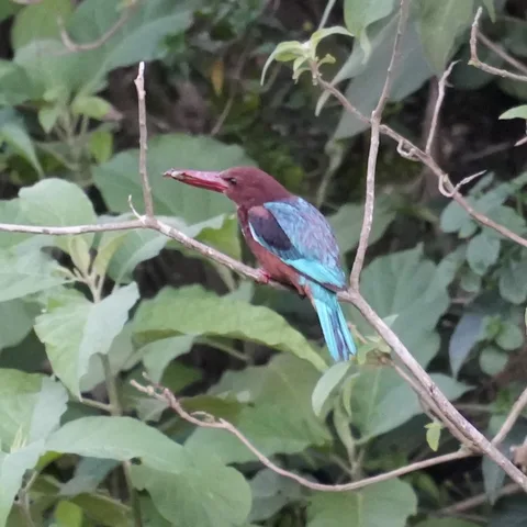 Good old White-throated #Kingfisher. Travel all the way to #Rishikesh but find the same old Kingfisher that I see in the
