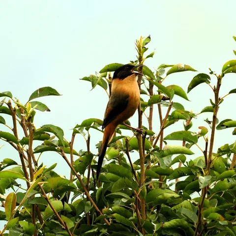 The Rufous Sibia, spotted this rainy morning in #Dhanolti. #Rufous means #बादीमी in #हिंदी। It is a #bird of the lower #