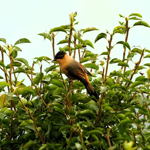 The Rufous Sibia, spotted this rainy morning in #Dhanolti. #Rufous means #बादीमी in #हिंदी। It is a #bird of the lower #