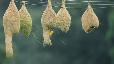 So many #Baya #Weaver #nests. #Birds of #Fagsi.