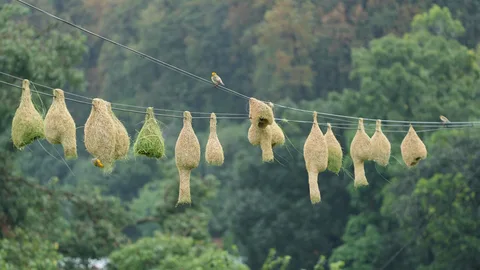 So many #Baya #Weaver #nests. #Birds of #Fagsi.
