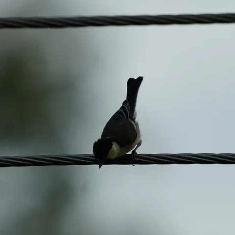 An Indian Yellow Tit performing an electrical inspection in the #evening light.

And an Indian White Eye observing the T