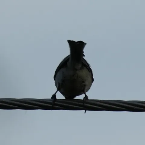 An Indian Yellow Tit performing an electrical inspection in the #evening light.

And an Indian White Eye observing the T