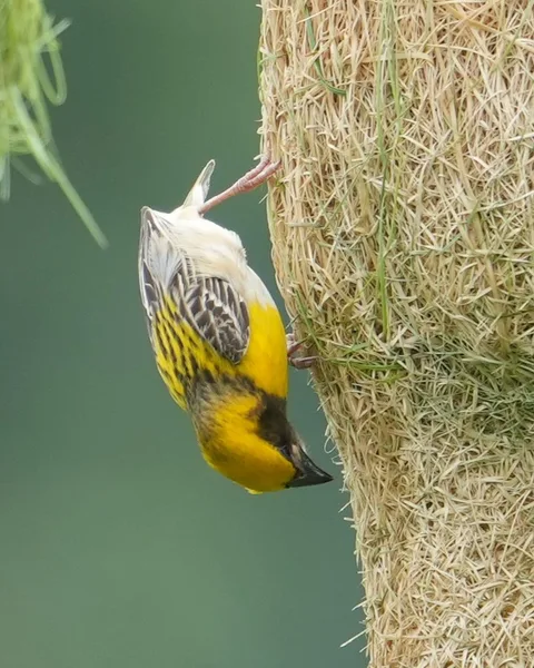 The #Baya #Weaver #weaves its #nest. #Birds of #Fagsi.

I don't like how Insta crops my pics.