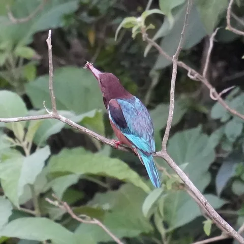 Good old White-throated #Kingfisher. Travel all the way to #Rishikesh but find the same old Kingfisher that I see in the