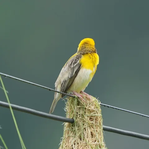 #Baya Weaver, बाया, सोन चिड़ी. #Birds of #Fagsi.