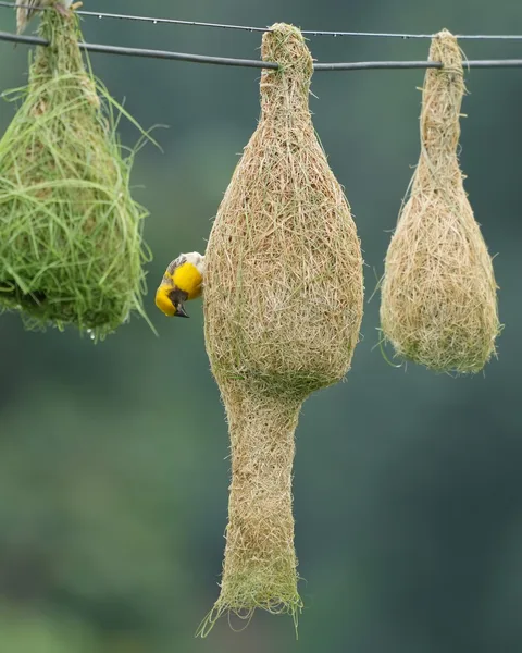 The #Baya #Weaver #weaves its #nest. #Birds of #Fagsi.

I don't like how Insta crops my pics.