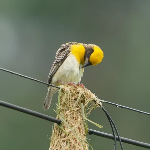 #Baya Weaver, बाया, सोन चिड़ी. #Birds of #Fagsi.