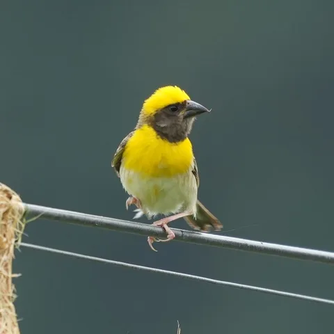 #Baya Weaver, बाया, सोन चिड़ी. #Birds of #Fagsi.