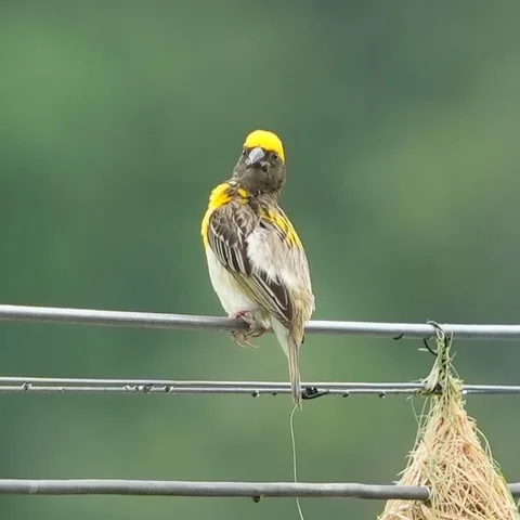 #Baya Weaver, बाया, सोन चिड़ी. #Birds of #Fagsi.