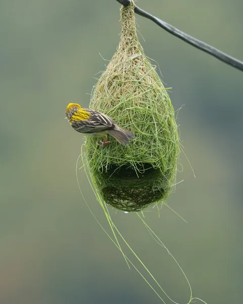 The #Baya #Weaver #weaves its #nest. #Birds of #Fagsi.

I don't like how Insta crops my pics.